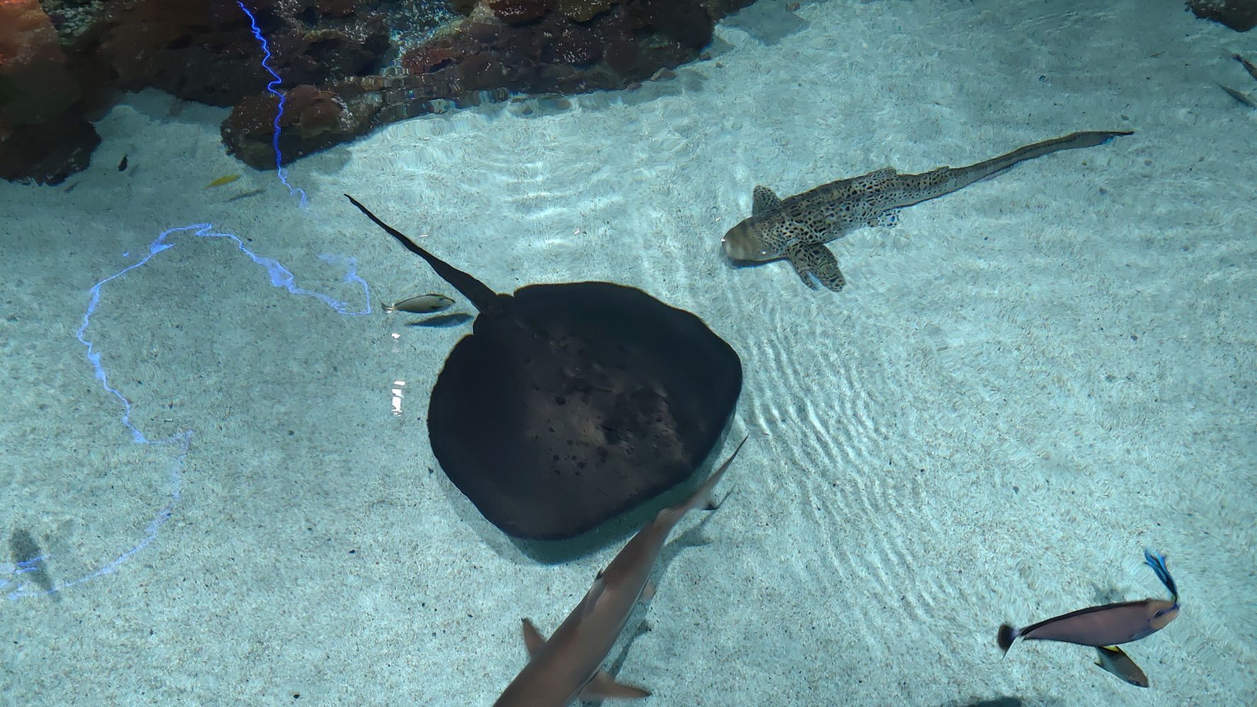 It’s National Aquarium Day!